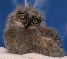 "Bubba" as a baby, Photo by Tucson Wildlife Center